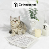  Mèo Anh Lông Ngắn Màu Classic Tabby - ALN067 