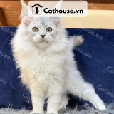  Mèo Maine Coon - MNC024 