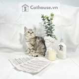  Mèo Anh Lông Ngắn Màu Classic Tabby - ALN067 