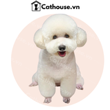  Cắt tỉa chó Poodle mặt tròn - Kiểu Teddy Bear 