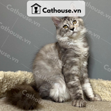  Mèo Maine Coon - MNC029 