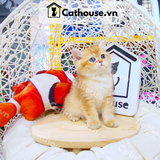  Mèo Anh Lông Ngắn Màu Golden Tabby - ALN14112 