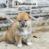  Chó Shiba Inu Màu Trắng Vàng 