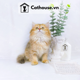  Mèo Anh Lông Dài Màu Golden Tabby - ALD1454 