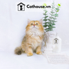  Mèo Anh Lông Dài Màu Golden Tabby - ALD1454 