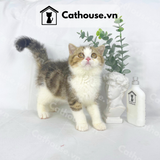  Mèo Anh Lông Ngắn Màu Bicolor Brown Tabby Classic - ALN0271 
