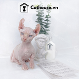  Mèo Sphynx Munchkin Tai Xoắn - SP1956 
