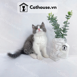  Mèo Anh Lông Ngắn Màu Bicolor - ALN0260 