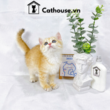 Mèo Anh Lông Ngắn Màu Golden Tabby - ALN1418 
