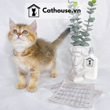  Mèo Anh Lông Ngắn Màu Golden Tabby - ALN1444 