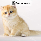  Mèo Anh lông ngắn màu Golden - ALN0987 