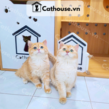  Mèo Anh Lông Ngắn Màu Golden Ny11 - ALN0893 