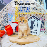  Mèo Anh Lông Ngắn Màu Golden Tabby - ALN14112 