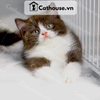  Mèo Anh Lông Ngắn Màu Bicolor Choco - ALN22125 