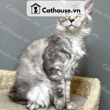  Mèo Maine Coon - MNC029 