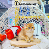  Mèo Anh Lông Ngắn Màu Golden Tabby - ALN14112 