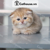  Mèo Anh Lông Ngắn Màu Golden Tabby - ALN14126 