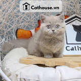 Mèo Munchkin Màu Lilac - ALN1796 