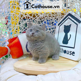  Mèo Munchkin Màu Xám Xanh - ALN17106 