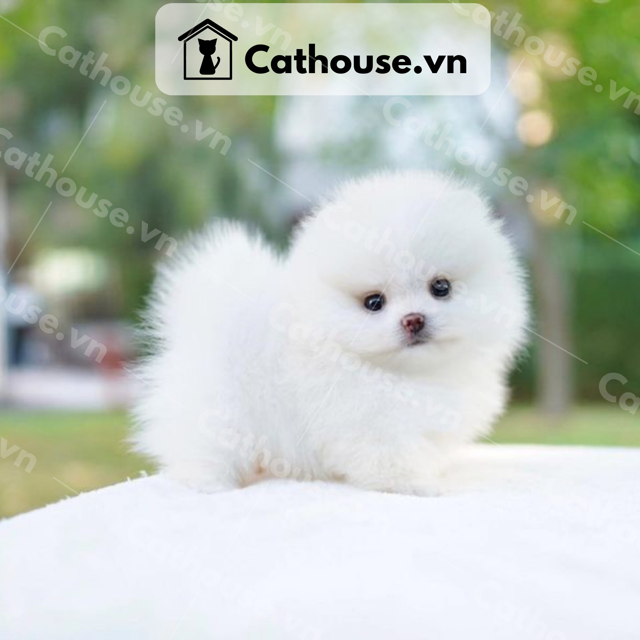  Chó Phốc Sóc ( Pomeranian ) Màu White - CPS093 