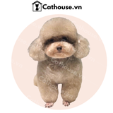  Cắt tỉa chó Poodle mặt tròn - Kiểu Teddy Bear 