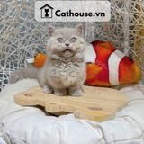  Mèo Munchkin Màu Lilac - ALN1796 
