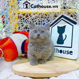  Mèo Munchkin Màu Xám Xanh - ALN17106 