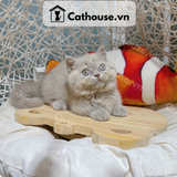  Mèo Munchkin Màu Lilac - ALN1796 