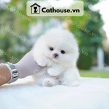  Chó Phốc Sóc ( Pomeranian ) Màu White - CPS093 