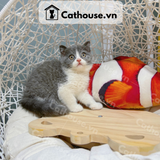  Mèo Anh Lông Ngắn Màu Bicolor - ALN0298 