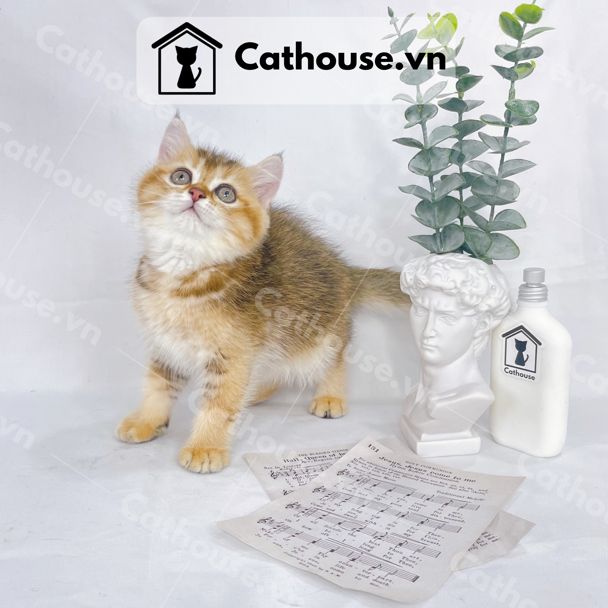  Mèo Anh Lông Ngắn Màu Golden Tabby - ALN1444 