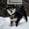  Chó Shiba Inu Màu Đen Trắng ( Black and Tan ) 