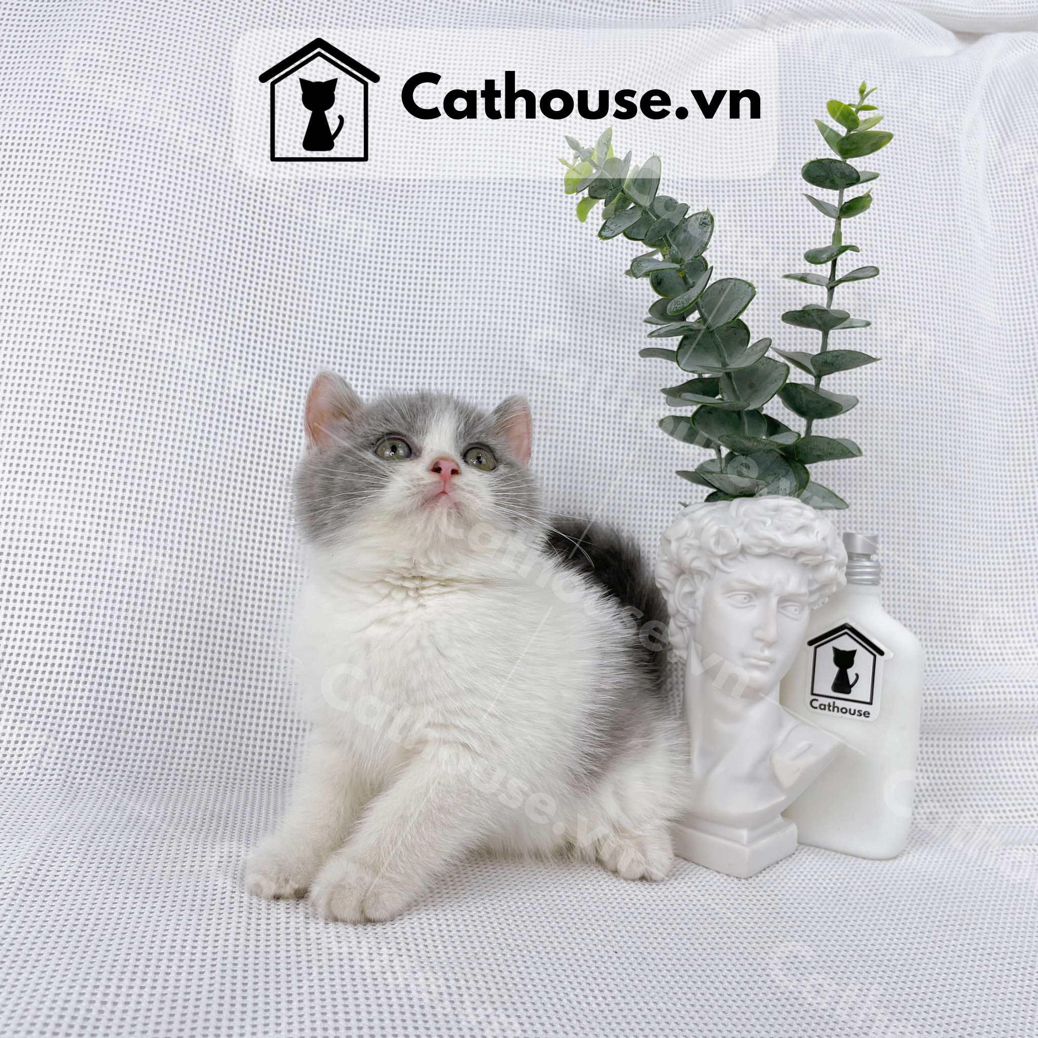  Mèo Anh Lông Ngắn Màu Bicolor - ALN0267 