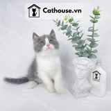  Mèo Anh Lông Ngắn Màu Bicolor - ALN0260 