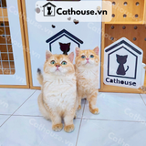  Mèo Anh Lông Ngắn Màu Golden Ny11 - ALN0893 