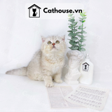  Mèo Anh Lông Ngắn Màu Silver Tabby - ALN0458 