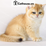  Mèo Anh lông ngắn màu Golden - ALN0987 