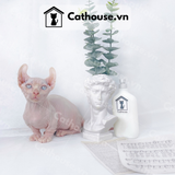  Mèo Sphynx Munchkin Tai Xoắn - SP1956 
