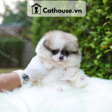  Chó Phốc Sóc ( Pomeranian ) Màu Black Tri-Color​​​​​​​ - CPS066 