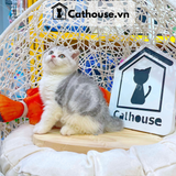  Mèo Anh Lông Ngắn Màu Classic Tabby - ALN06107 