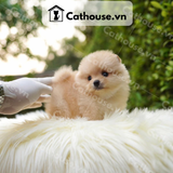  Chó Phốc Sóc ( Pomeranian ) Màu Cream Sable - CPS1010 