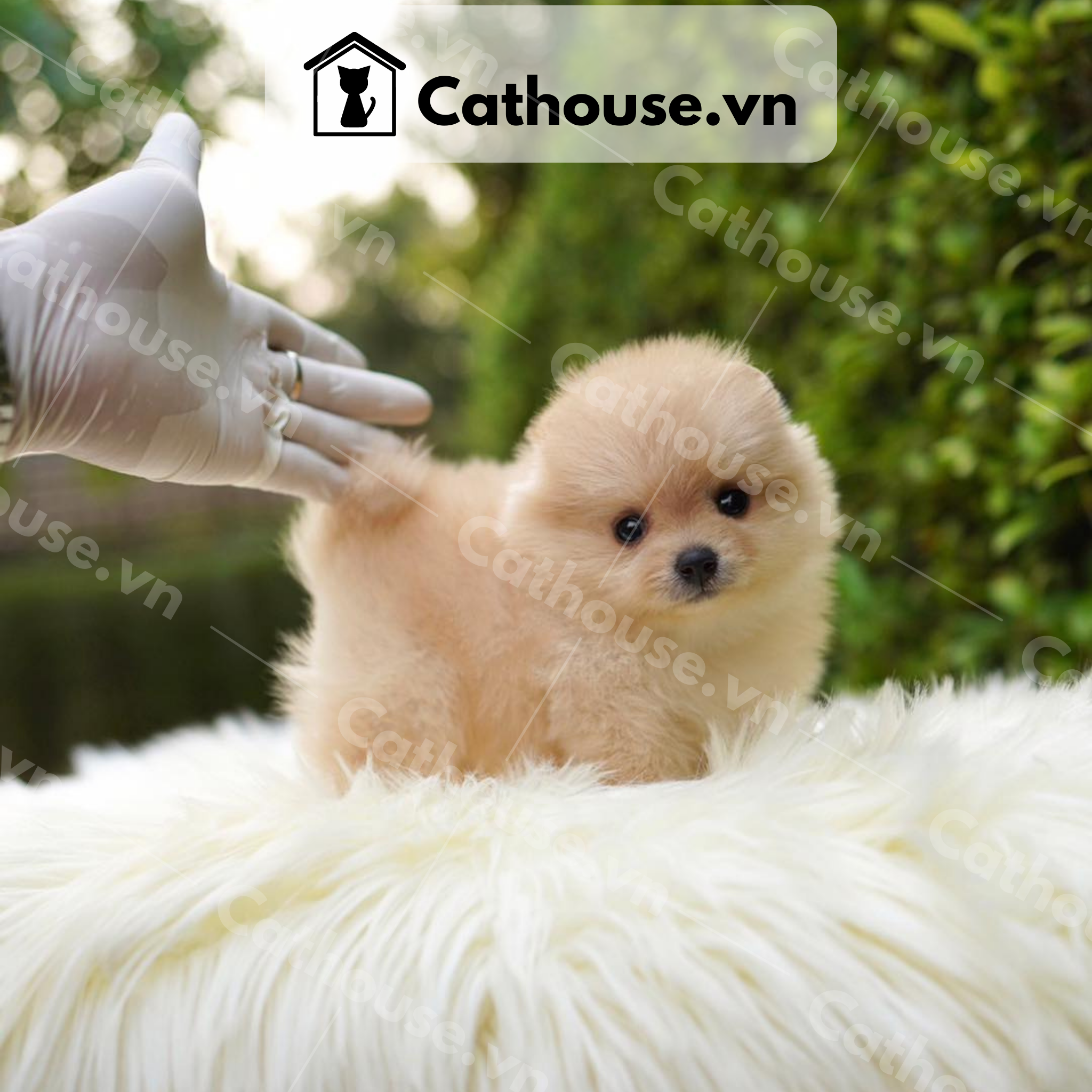  Chó Phốc Sóc ( Pomeranian ) Màu Cream Sable - CPS1010 