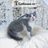  Mèo Anh Lông Ngắn Màu Bicolor - ALN02120 