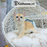  Mèo Anh Lông Ngắn màu Golden Ny12 - ALN09115 