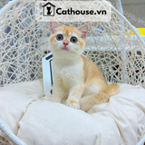  Mèo Anh Lông Ngắn màu Golden Ny12 - ALN09115 