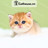  Mèo Anh lông ngắn màu Golden  - ALN0895 
