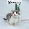  Mèo Munchkin Bicolor - ALN1776 