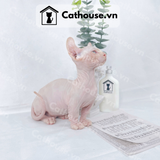  Mèo Sphynx Munchkin Tai Xoắn - SP1956 