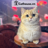  Mèo Munchkin Màu Golden - ALN17132 