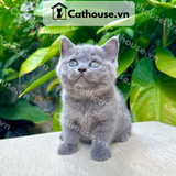  Mèo Anh Lông Ngắn Màu Xám Xanh - ALN01117 